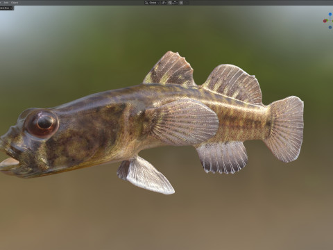 Grondel vis 3D Model