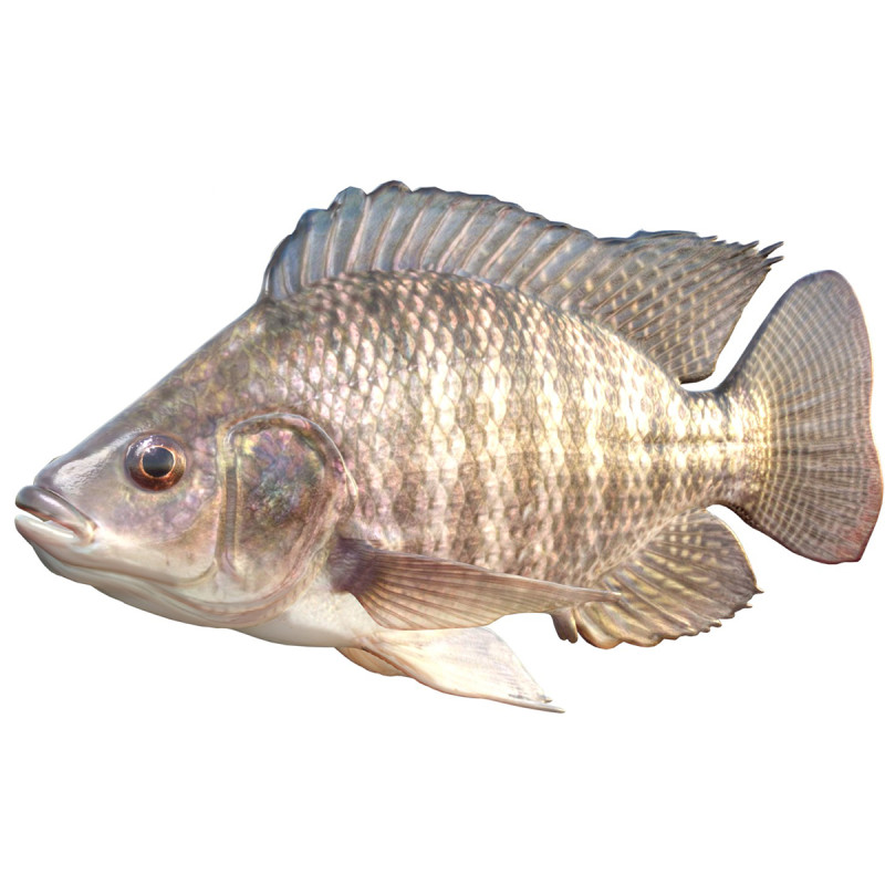 Pesce tilapia del Nilo Modello 3D .c4d .max .obj .3ds .fbx .stl .blend 