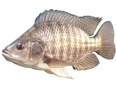 Ikan Nila Tilapia Model 3D