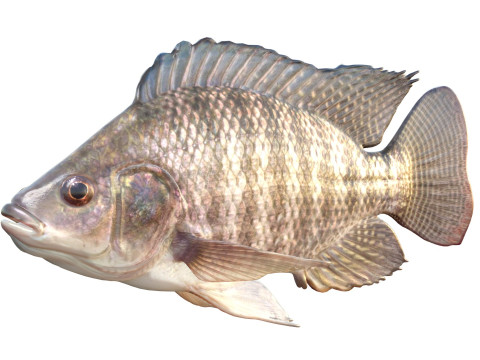 Pesce tilapia del Nilo Modello 3D