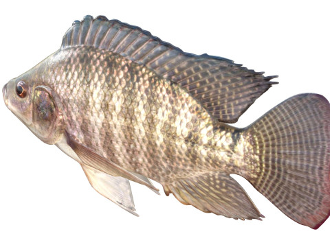 Pesce tilapia del Nilo Modello 3D