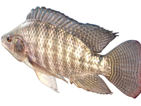Nile Tilapia fish 3D Model