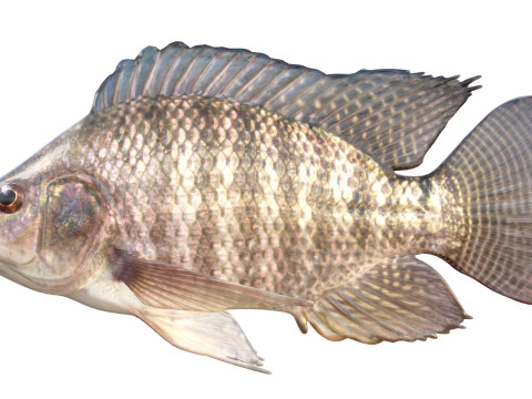 Pesce tilapia del Nilo Modello 3D