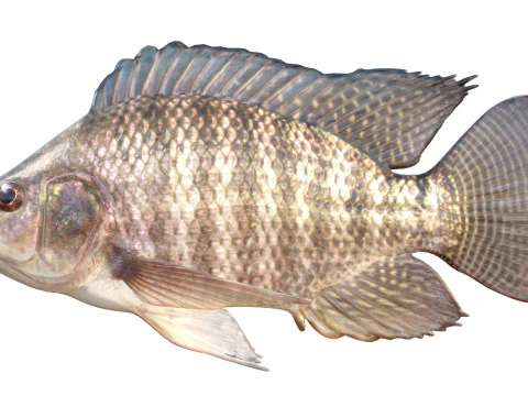 Nile Tilapia fish 3D Model