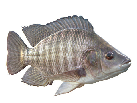 Pesce tilapia del Nilo Modello 3D