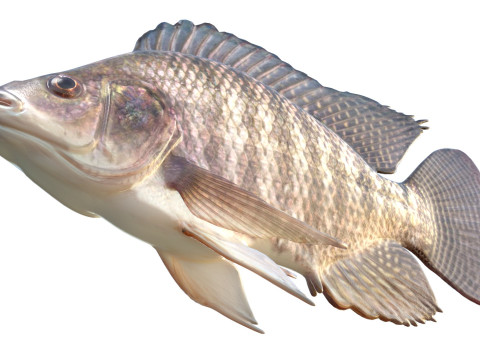Pesce tilapia del Nilo Modello 3D