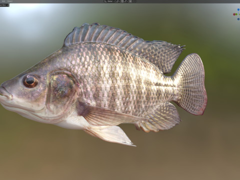 Pesce tilapia del Nilo Modello 3D