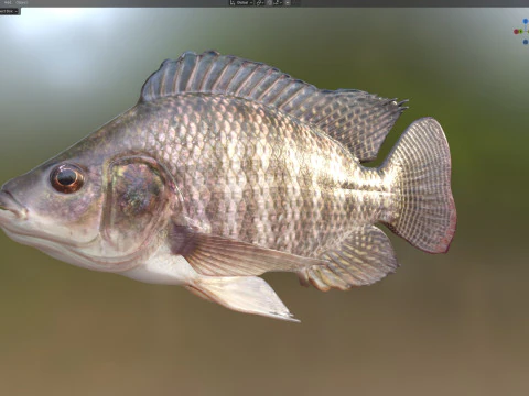 Nile Tilapia fish 3D Model