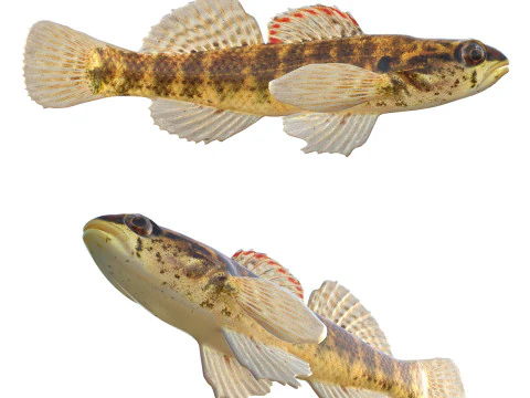 Pesce Okaloosa Darter Modello 3D