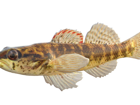 Okaloosa Darter-vis 3D Model