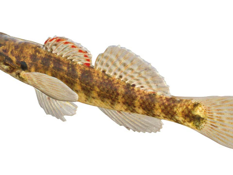 Okaloosa Darter fish 3D Model