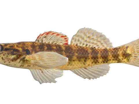 Okaloosa Darter-vis 3D Model