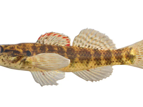 Okaloosa Darter fish 3D Model