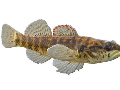 Okaloosa Darter fish 3D Model