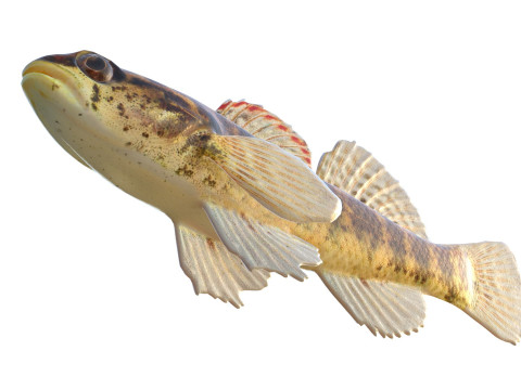 Okaloosa Darter-vis 3D Model