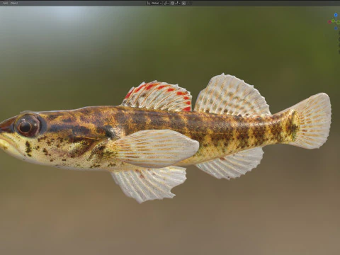 Okaloosa Darter fish 3D Model