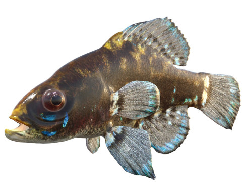 Ikan Matahari Kerdil Okefenokee Model 3D