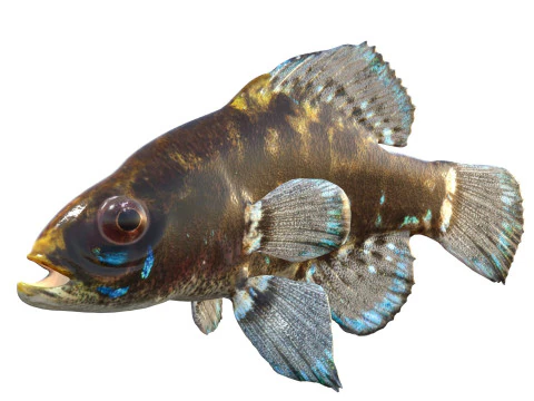 Okefenokee Pygmy Sunfish 3D Model