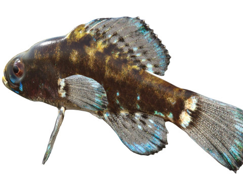 Okefenokee Pygmee-zonnevis 3D Model