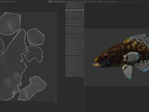 Okefenokee Pygmy Sunfish 3D Model