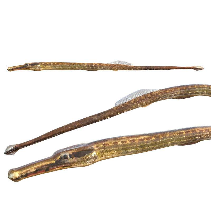 Opossum Pipefish 3D Model .c4d .max .obj .3ds .fbx .stl .blend 