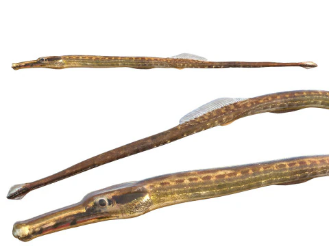 주머니쥐 실고기 3D 모델