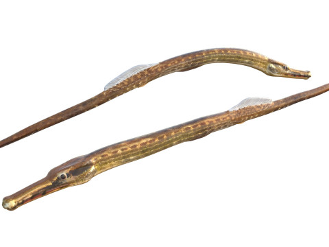 负鼠海龙鱼 3D 模型