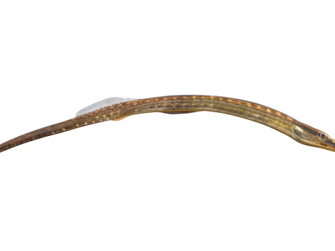Opossum Pipefish 3D Model