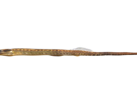 Opossum Pipefish 3D Model