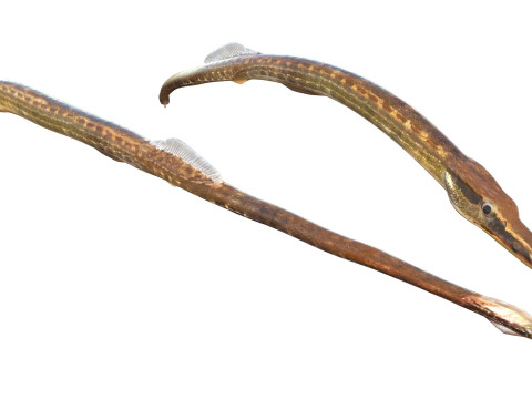 负鼠海龙鱼 3D 模型