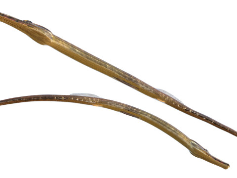 负鼠海龙鱼 3D 模型