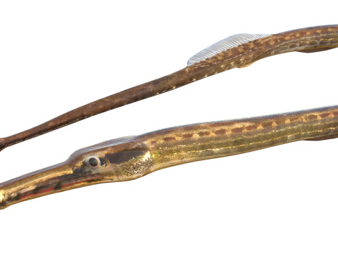 负鼠海龙鱼 3D 模型