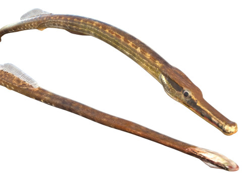 负鼠海龙鱼 3D 模型