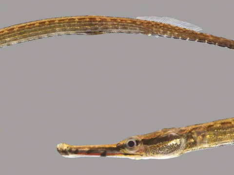 负鼠海龙鱼 3D 模型