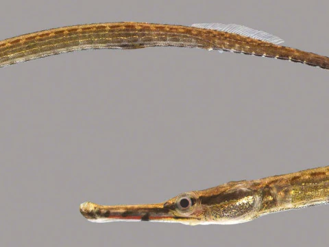 Opossum Pipefish 3D Model