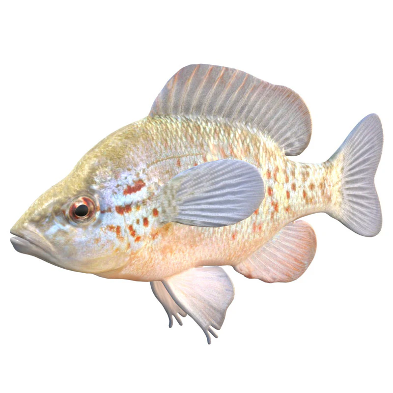 Orangespotted Sunfish 3D Model .c4d .max .obj .3ds .fbx .stl .blend 