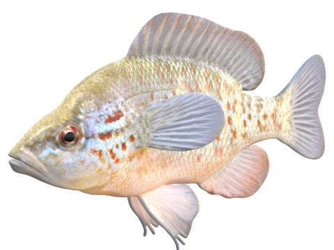 Poisson-lune à points orange Modèle 3D