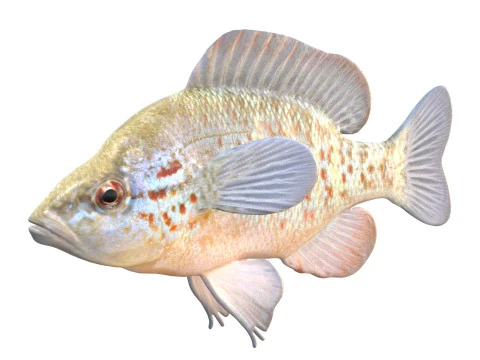 Orangespotted Sunfish 3D Model