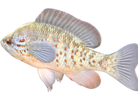 Peixe-lua com manchas laranjas Modelo 3D