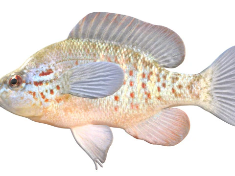 Orangespotted Sunfish 3D Model