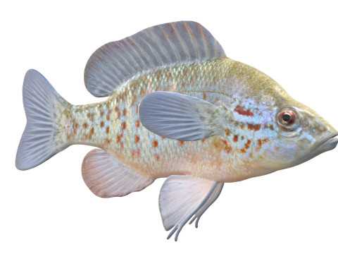 Peixe-lua com manchas laranjas Modelo 3D