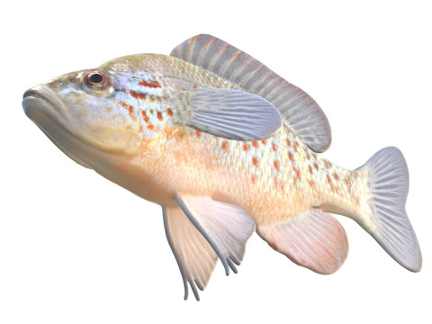 Peixe-lua com manchas laranjas Modelo 3D