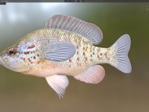 Peixe-lua com manchas laranjas Modelo 3D