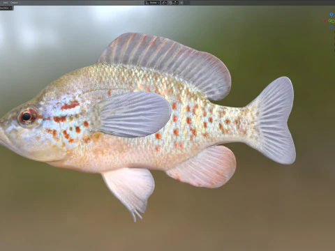 Orangespotted Sunfish 3D Model