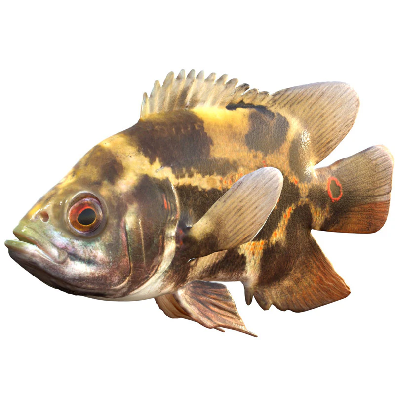 Oscar fish 3D Model .c4d .max .obj .3ds .fbx .stl .blend 