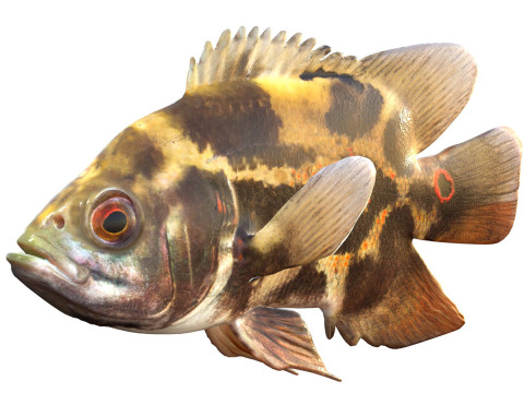 Poisson Oscar Modèle 3D