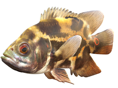 Poisson Oscar Modèle 3D