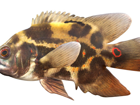 Poisson Oscar Modèle 3D