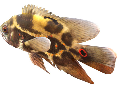 Poisson Oscar Modèle 3D