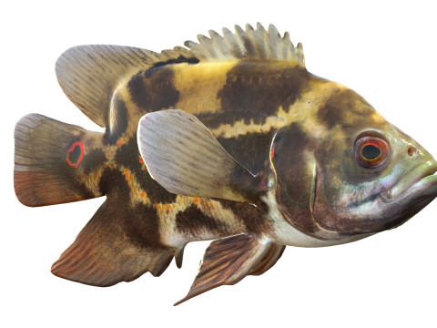 Poisson Oscar Modèle 3D